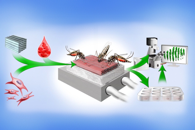 UCF researchers engineer mosquito-friendly tissue to study diseases CREDIT : UCF College of Medicine