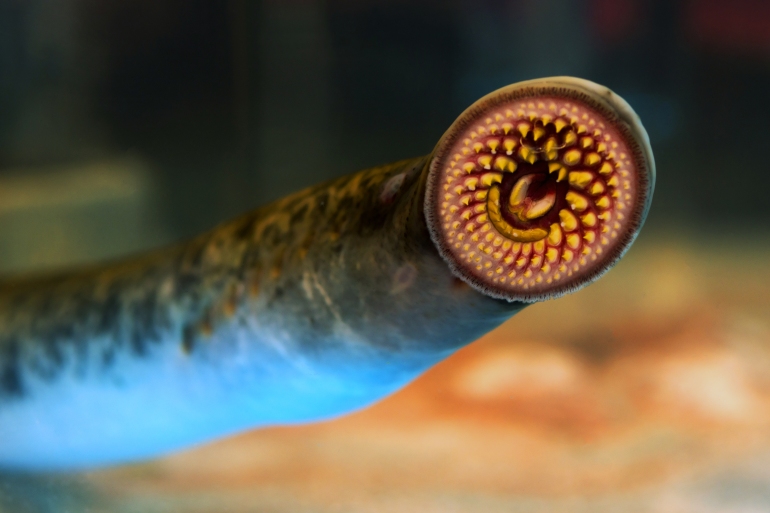 Sea Lamprey