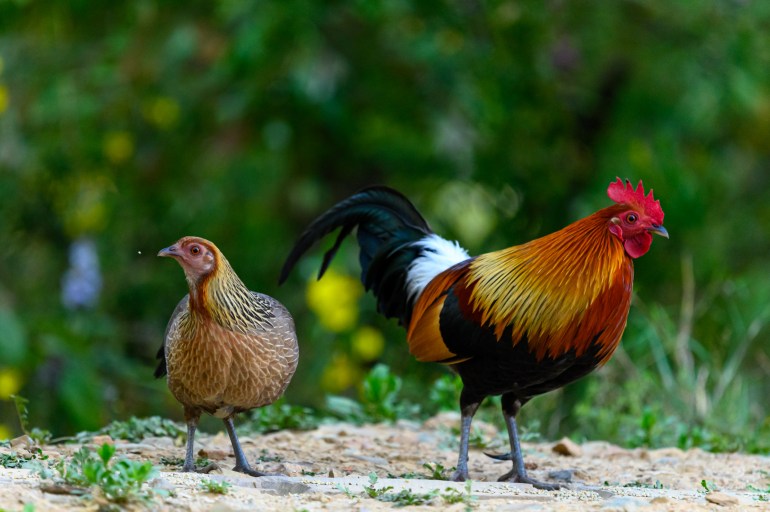 Junglefowl a member of pheasant family, captured in Sattal India, Male / Female