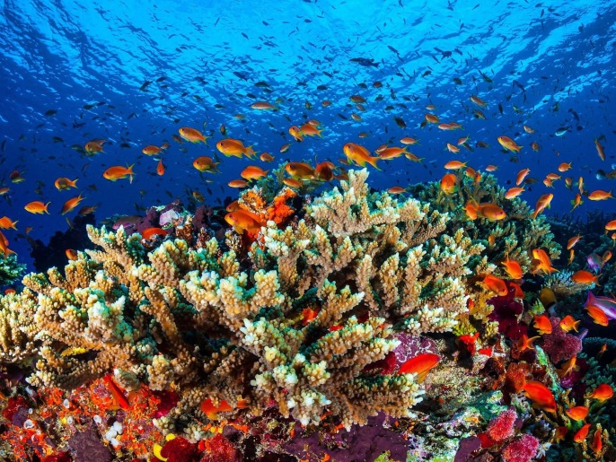 An undated handout picture made available by Australia's James Cook University (JCU) on 31 January 2016 shows marine life in the Great Barrier Reef, in the Coral Sea, off the coast of Queensland, Australia. A survey made by JCU researchers has found that more than three quarters of Australians feel the Great Barrier Reef, the world's largest coral reef system, is part of their national identity. EPA/JAMES COOK UNIVERSITY