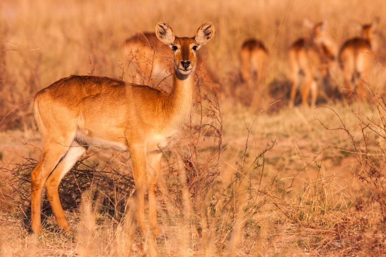 Wild,Puku,Antelope,In,The,African,Savannah