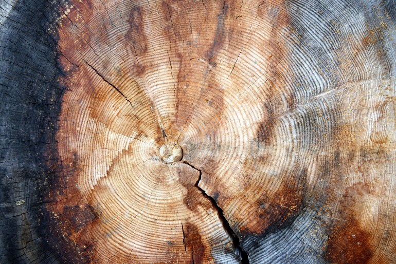 tree rings