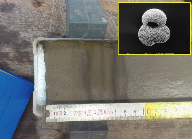 Analyzed sediment core from the Caribbean Sea. The inset shows a foraminifera species called Globigerinoides ruber (white), which was extracted from the sediment samples and used to reconstruct past changes in tropical temperature and salinity. Photo: A. Zhuravleva and T. Boeschen, GEOMAR