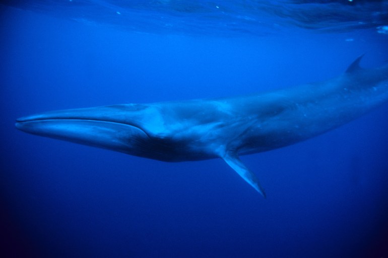 sei whale; balaenoptera borealis; swimming; pico island; azores; portugal; atlantic ocean; atlantic; sei whales; sea life; marine life; underwater life; wildlife; sea; ocean; marine; oceanic; salt water; saltwater; mammal; mammals; whale; whales; water; animal behaviour; marine mammal; marine mammals; baleen whale; baleen whales; digital file; digital file only; single; individual; one; underwater; blue; colour; color; colours; colors; horizontal; mammals; cetacea; balaenopteridae