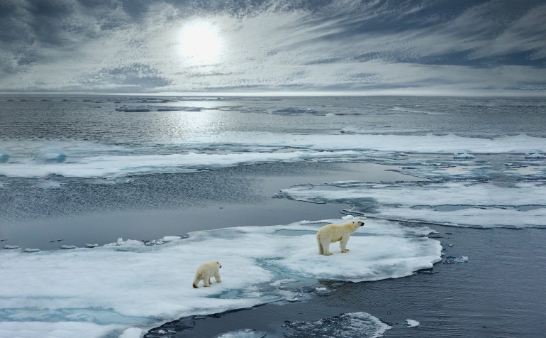 polar bear sow and cub walk on ice floe in norwegian arctic waters and illustrated against sun in distant horizon, wide angle of view