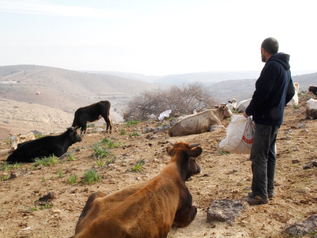 مصادرة المواشي وفرض الغرامات.. أساليب إسرائيلية لتهجير الأغوار
