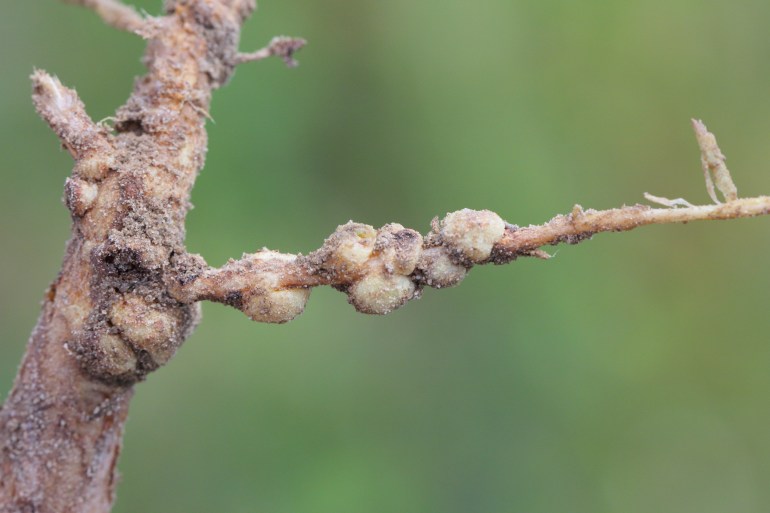 Nodules of lupine roots. Atmospheric nitrogen-fixing bacteria live inside.