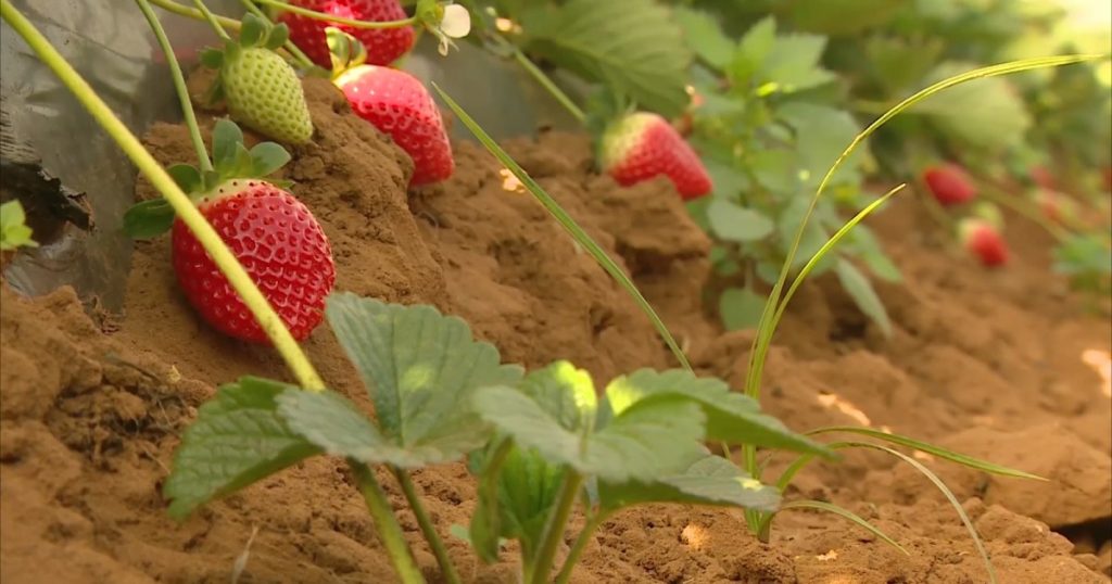 المغرب يؤكد سلامة الفراولة المصدرة إلى أوروبا