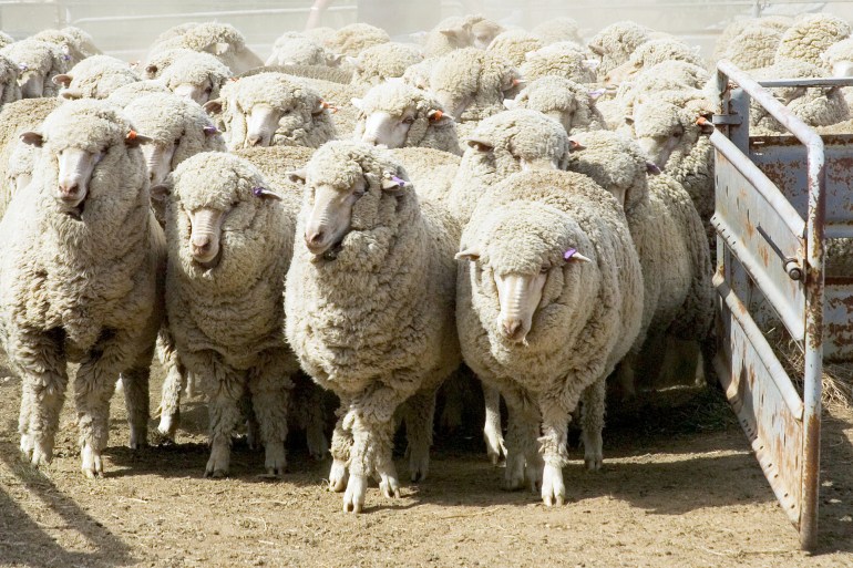 Merino in yards, every year millions of sheep are sold in sale yards all over the country for local consumption and international export From Australia.