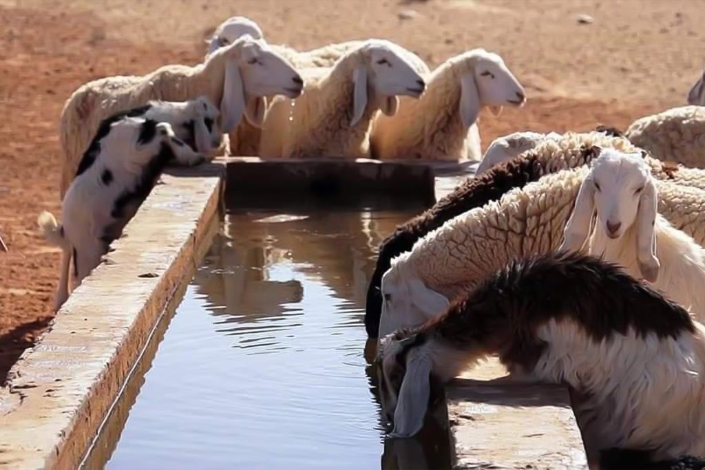 ارتفاع أسعار الماشية يثير المخاوف في الجزائر قبيل عيد الأضحى