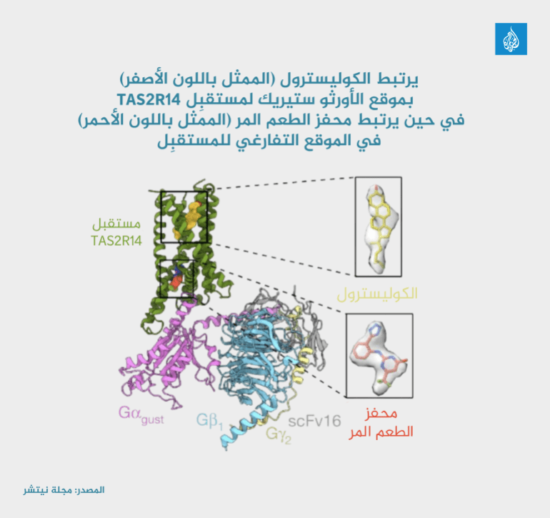 يرتبط الكوليسترول (الممثل باللون الأصفر) بموقع الأورثو ستيريك لمستقبِل TAS2R14، في حين يرتبط محفز الطعم المر (الممثل باللون الأحمر) في الموقع التفارغي للمستقبِل (مجلة ناتيشر)