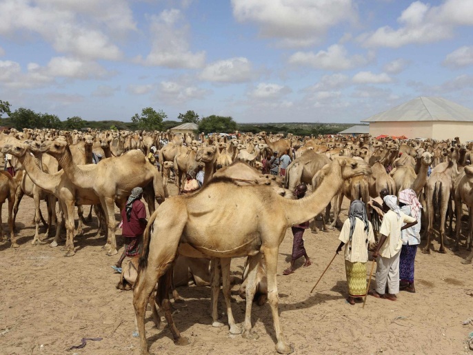 Somali traders and their camels wait at the open air export market, on the outskirts of Somalia's capital Mogadishu in this June 7, 2014 file photo. Saudi Arabia suspects a Middle East Respiratory Syndrome (MERS) virus that has killed hundreds of people there may have arrived in camels from the Horn of Africa, and could ban such imports until it knows more, the kingdom's chief scientist told Reuters. Any ban on the camel trade with the region would badly hurt the already fragile economy of Somalia, which is a major livestock exporter to Saudi Arabia. To match Exclusive HEALTH-MERS/SAUDI-SOMALIA REUTERS/Feisal Omar/Files (SOMALIA - Tags: ANIMALS BUSINESS SOCIETY)