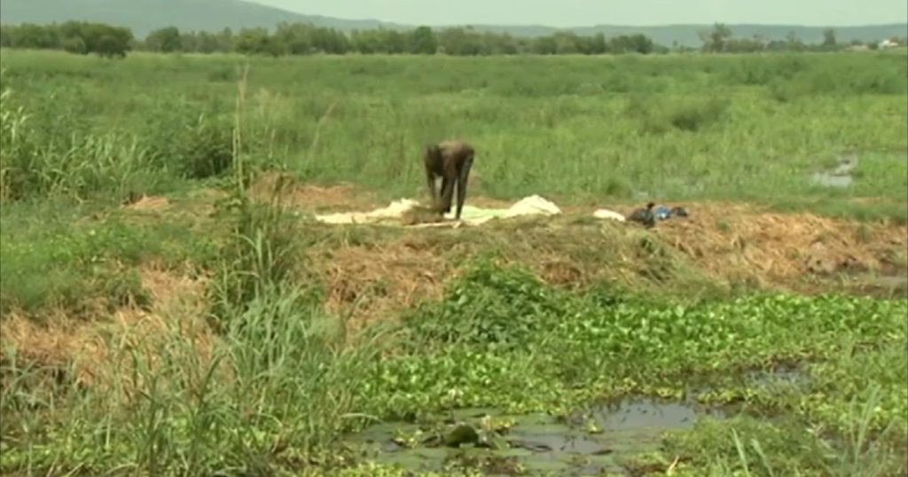 نيجيريا تستخدم الذرة المعدلة وراثيا لسد أزمة الغذاء رغم مخاوف السلامة
