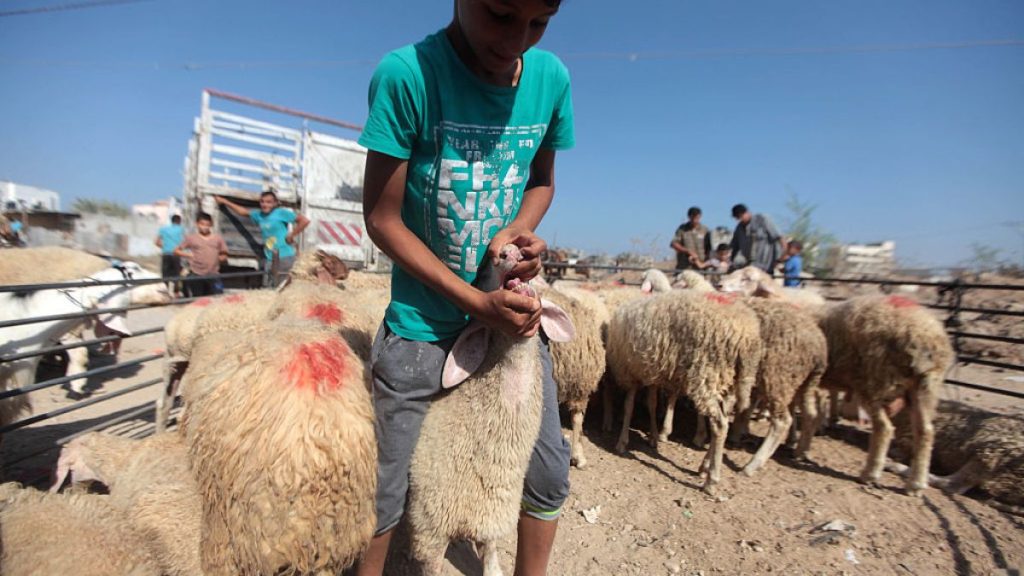حكومة غزة: الاحتلال يحرم شعبنا من العيد بمنع إدخال الأضاحي
