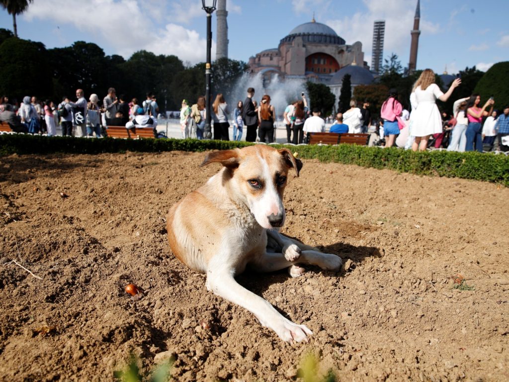 يتضمن “القتل الرحيم”.. برلمان تركيا يناقش مشروعا بشأن الكلاب الضالة