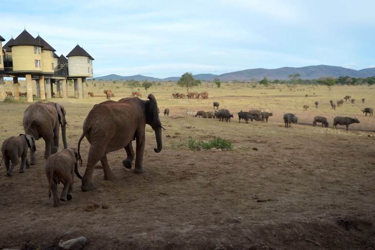 An elephant family arrives to drink from a water hole at the Sarova salt-lick lodge at the Tsavo West National Park, near Voi, around 350 kilometres southeast of Nairobi, on February 16, 2017. The Kenya Wildlife Services (KWS) conduct a large mammal aerial observation over the 48,656 square-kilometre Tsavo-Mkomkazi ecosystem that straddles the Kenya-Tanzania border, to gather data on elephants and other mammals, about their numbers, movement and water/pasture resources. (Photo by TONY KARUMBA / AFP)