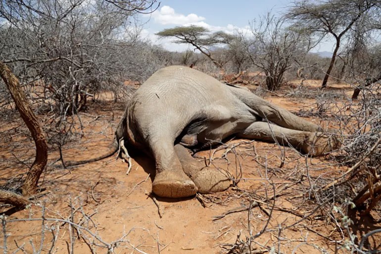 An elephant was killed by Kenya Wildlife Service rangers after it killed a woman as it was looking for water and food amid a drought, in Loolkuniyani, Samburu County in Kenya [File: Brian Inganga/AP]