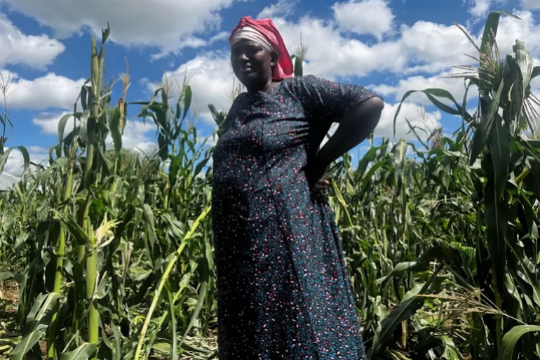 Farmer Mdee’s maize farm was destroyed by visiting elephants the previous night [Shola Lawal/Al Jazeera]