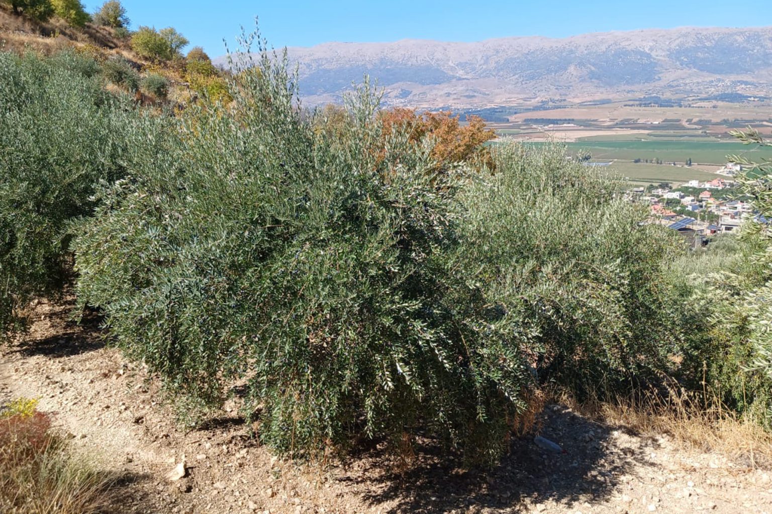 الحرب الإسرائيلية تدمّر موسم الزيتون في الجنوب اللبناني