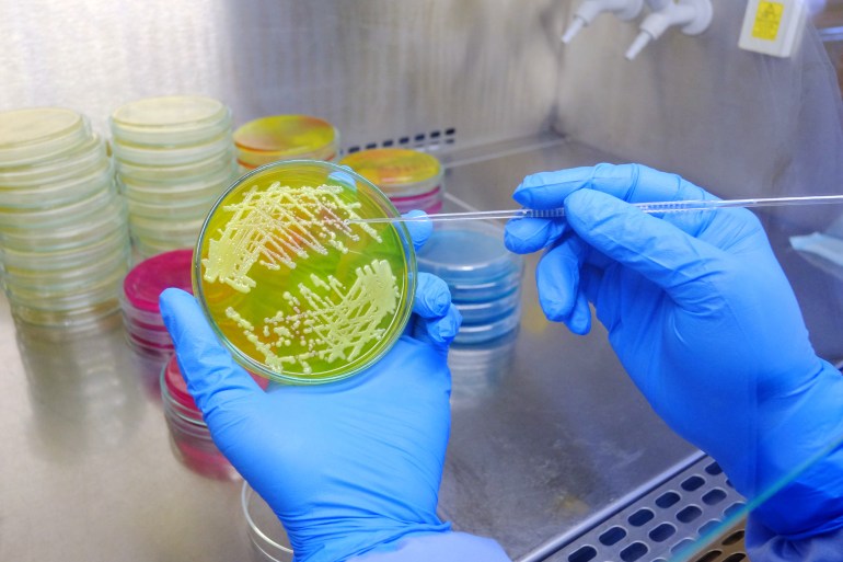 المقاومة البكتيرية للمضادات الحيوية آخذة في الارتفاع (غيتي) Scientist pick-up single colony of bacteria from medium agar plate by using disposable loop in biological safety cabinet shutterstock_1687836487