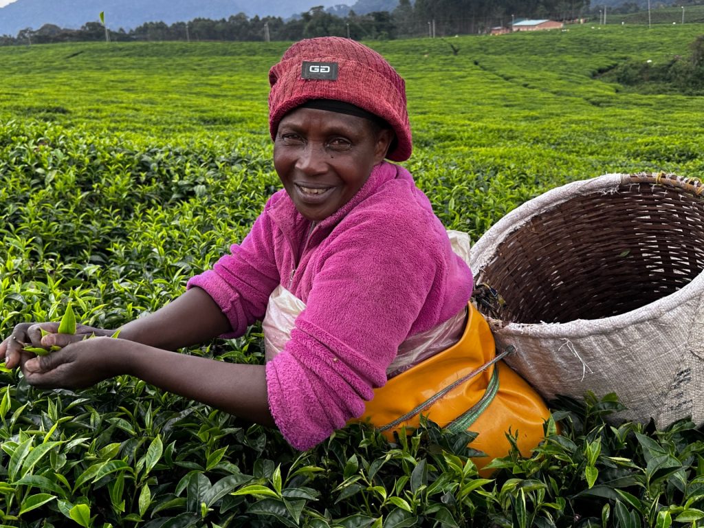 صناعة الشاي في رواندا.. قصة نجاح اقتصادي وسياحي
