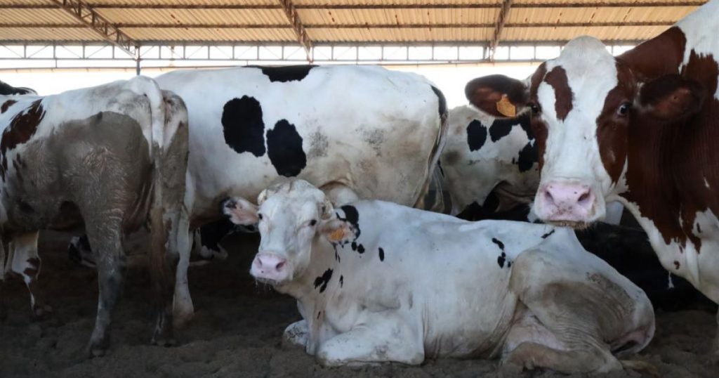 “خسارة اقتصادية”.. مرض الحمى القلاعية يفتك بمزارع الماشية في ليبيا