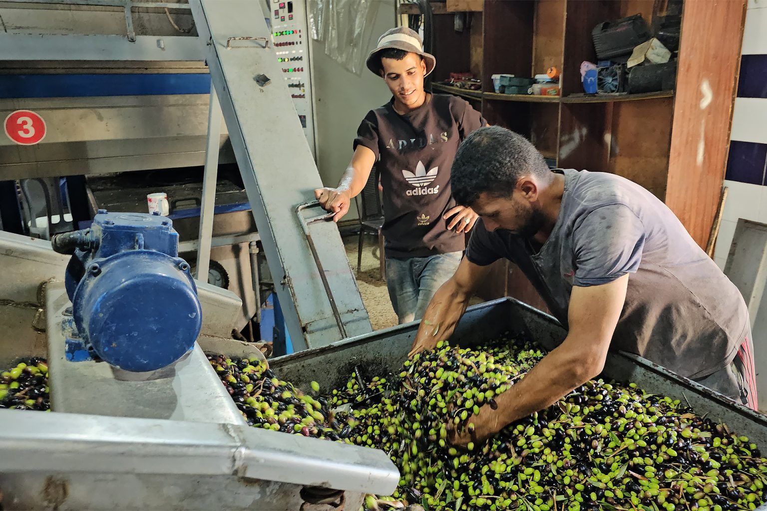 بالفيديو.. هكذا تستقبل غزة موسم قطف الزيتون