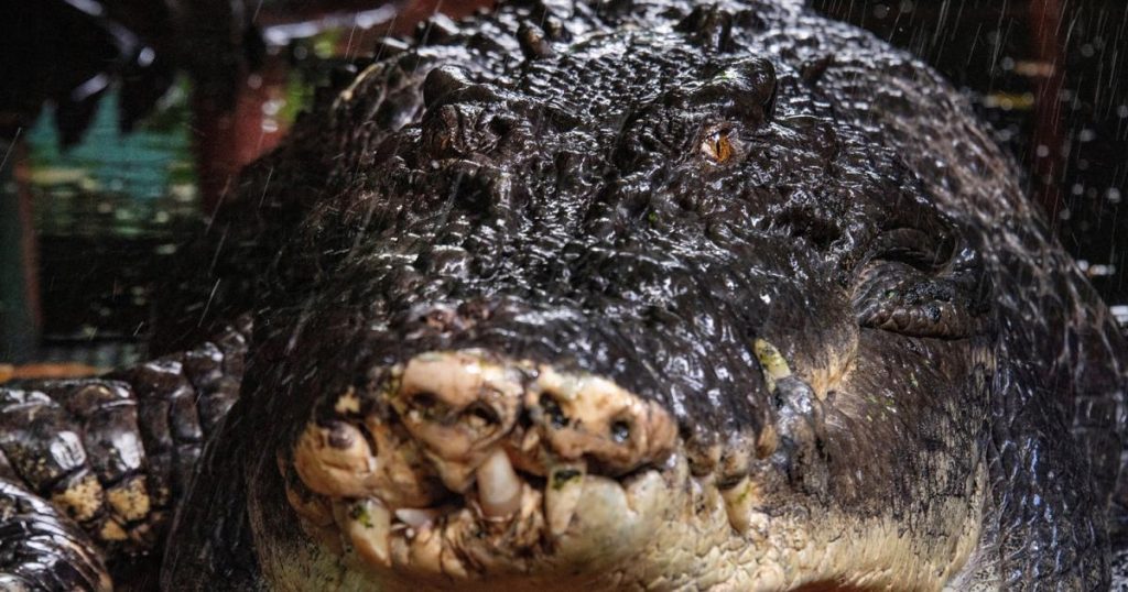 عمره يزيد على 110 أعوام.. نفوق “كاسيوس” أكبر تمساح أسير في العالم