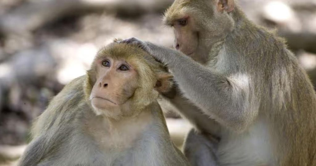 على غرار البشر.. الحيوانات تُصبح أقلّ اجتماعية مع تقدّمها بالسن