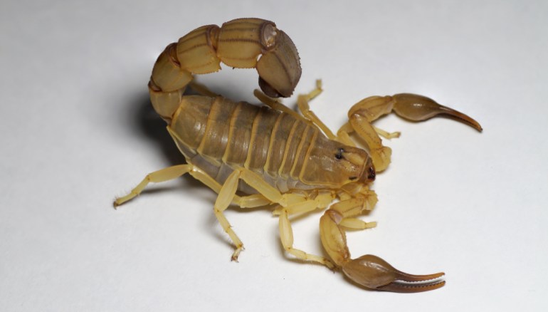 Androctonus australis garzoni is a kind of scorpions from Africa. There is a adult female in the photo.