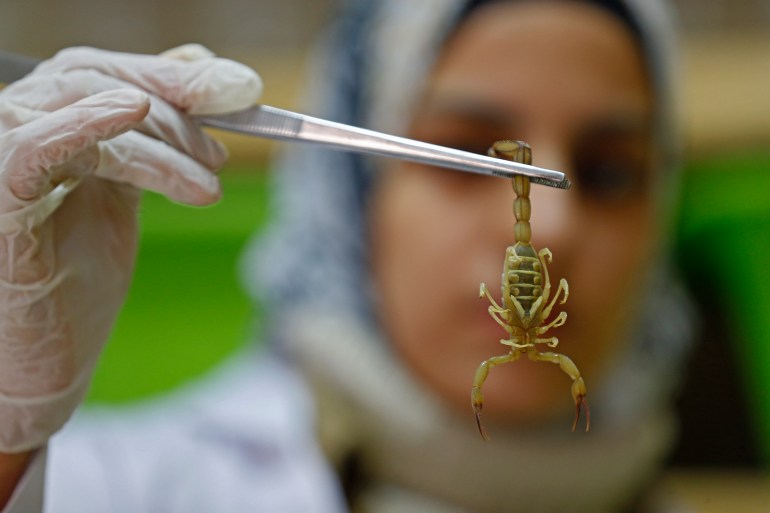 Egyptian pharmacist Nahla Abdel-Hameed catches a scorpion at the Scorpion Kingdom laboratory and farm in Egypt's Western Desert, near the city of Dakhla in the New Valley, some 700 Southeast the capital, on February 4, 2021. Biomedical researchers are studying the pharmaceutical properties of scorpion venom, making the rare and potent neurotoxin a highly sought-after commodity now produced in several Middle Eastern countries. (Photo by Khaled DESOUKI / AFP)