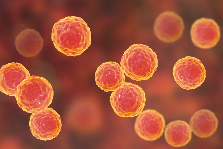 Bacteria Enterococcus, 3D illustration. Gram-positive cocci which cause infant endocarditis and other infections غيتي