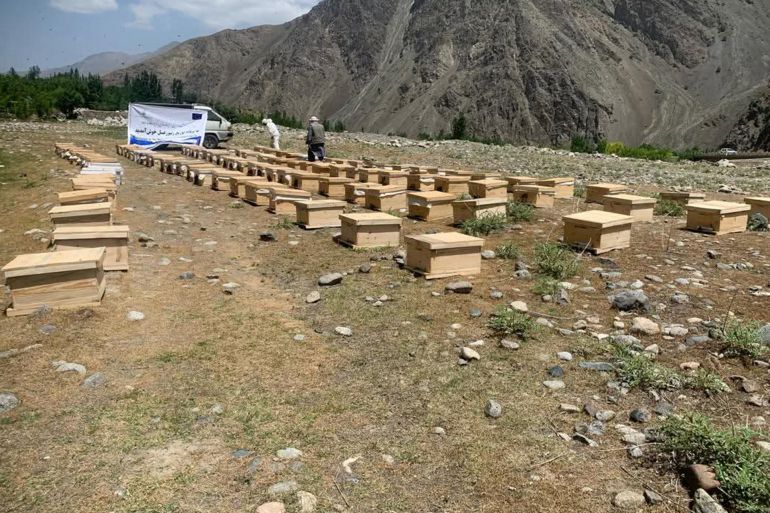 صناديق النحل في أفغانستان تمثل مصدر رزق مهم للعائلات، رغم التحديات، وتساهم في دعم الاقتصاد المحلي