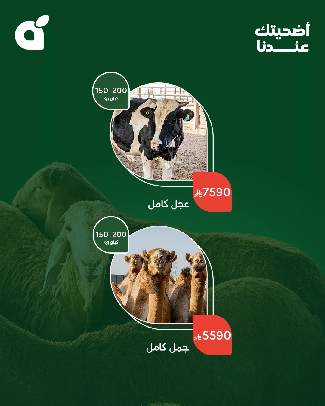 499870210 1100267258802852 4435569464354557249 n - عروض بنده علي أضاحي العيد من أجود الأنواع و أفضل الاسعار