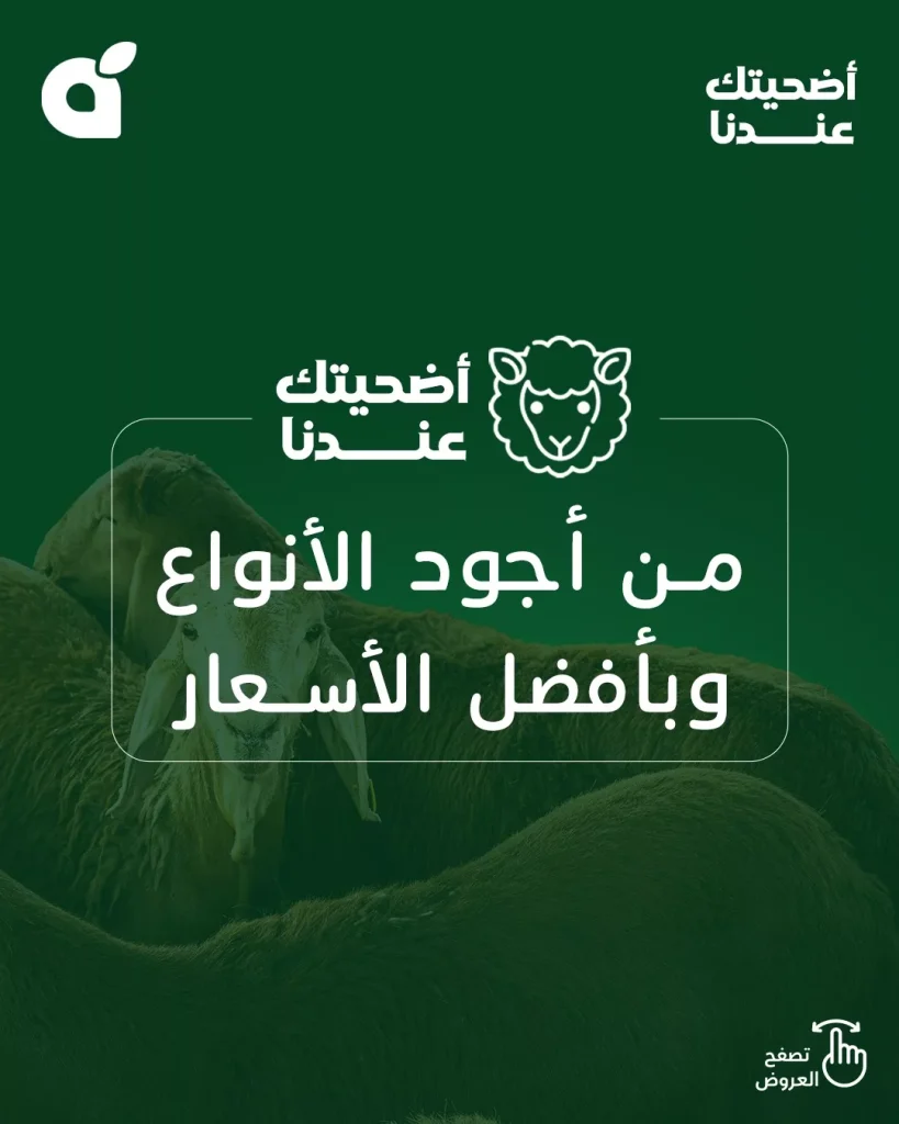 عروض بنده علي أضاحي العيد من أجود الأنواع و أفضل الاسعار