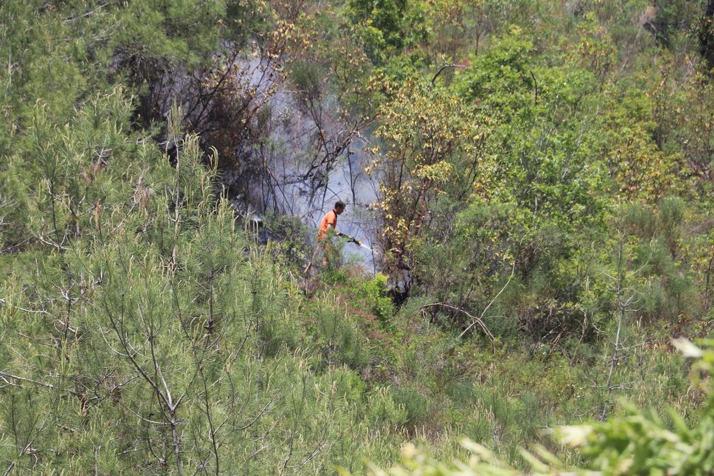 الحرائق تلتهم غابات اللاذقية وجهود بكل الإمكانات لإخمادها