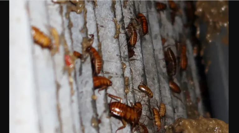 لماذا تُشكل الصراصير خطراً على صحتك؟