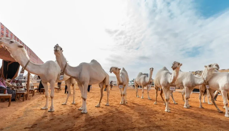 «مهرجان الملك عبد العزيز»: النهدي وابن جخدب ينتزعان «الأول» في «فردي الجل ودق قعدان الوضح»