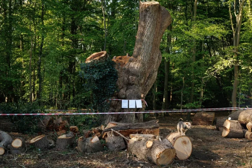 قطع شجرة بلوط تاريخية يُهدّد بإخلاء مطعم في لندن