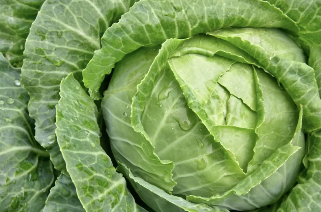 «كابيدج كور»… الصيحة التي ظهرت لتبقى