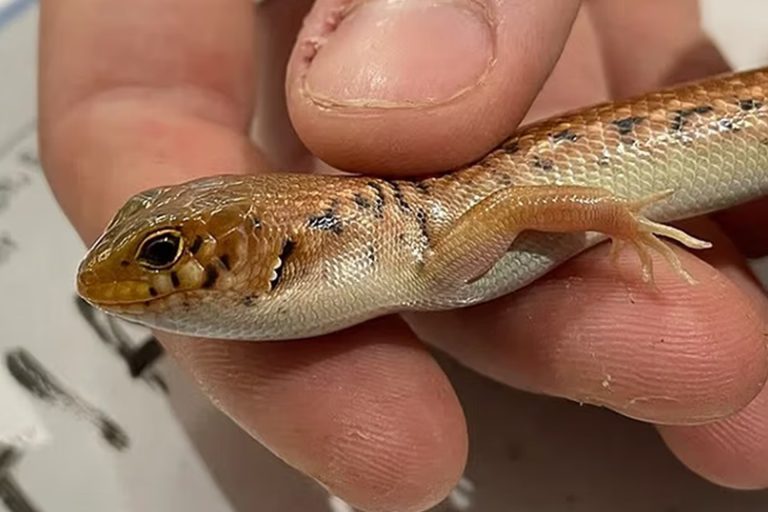 السجن لأسترالي حاول تهريب عشرات السحالي في أكياس فشار