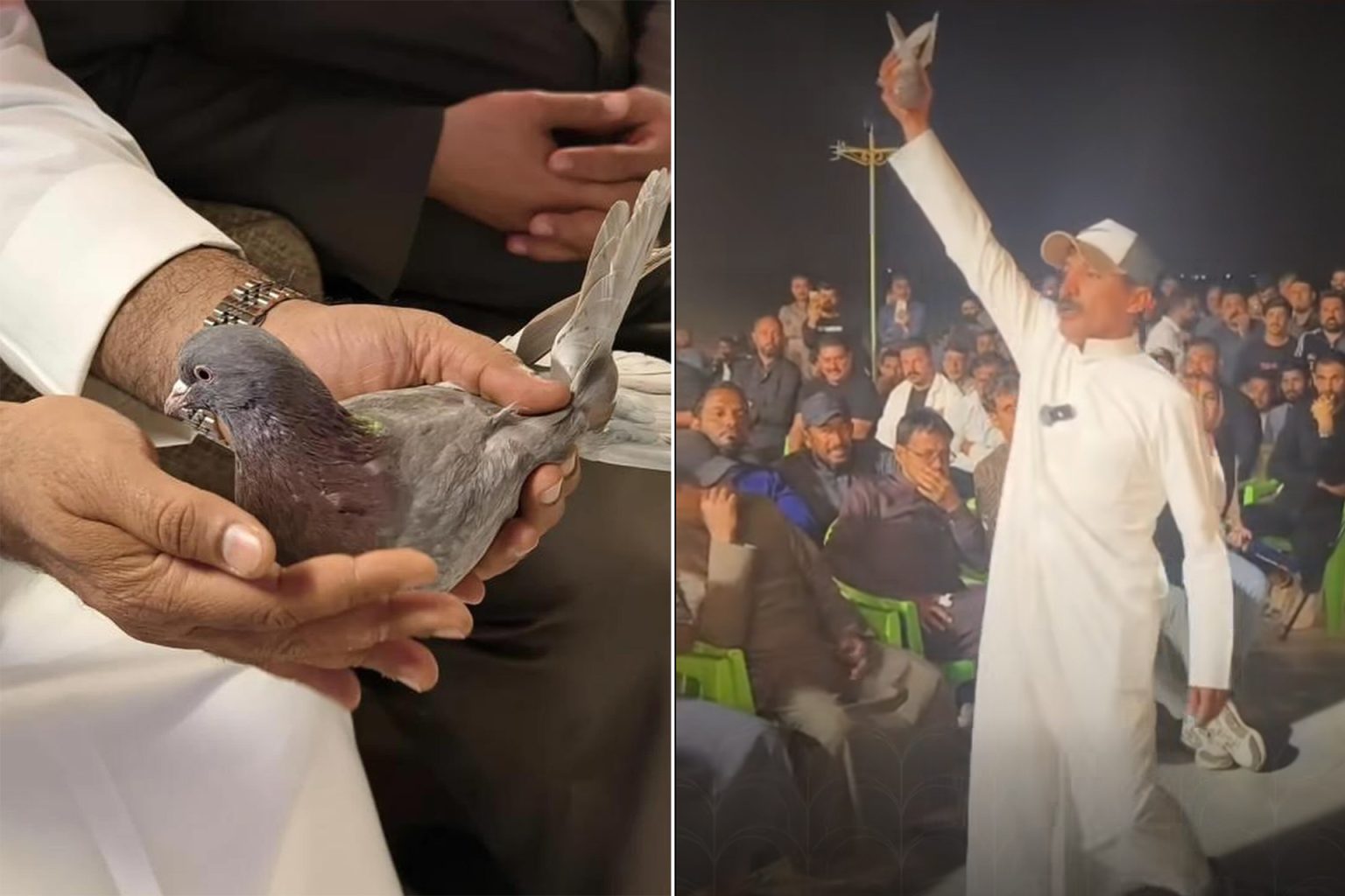 طائر حمام بملايين الدنانير.. مزاد “القلابي” في البصرة يخطف الأنظار