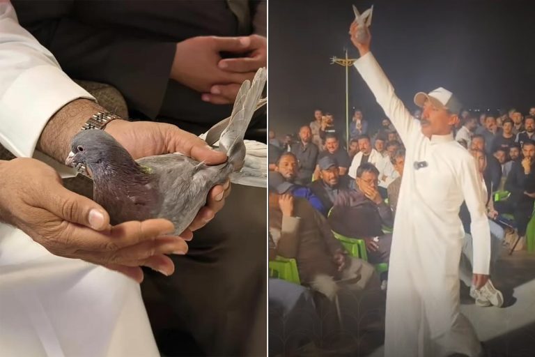 طائر حمام بملايين الدنانير.. مزاد “القلابي” في البصرة يخطف الأنظار