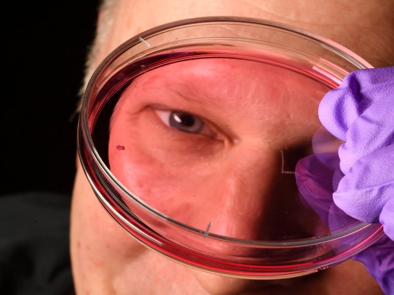 “سر رؤية البشر الحادة.. اكتشاف ثوري يعيد كتابة قصة العين