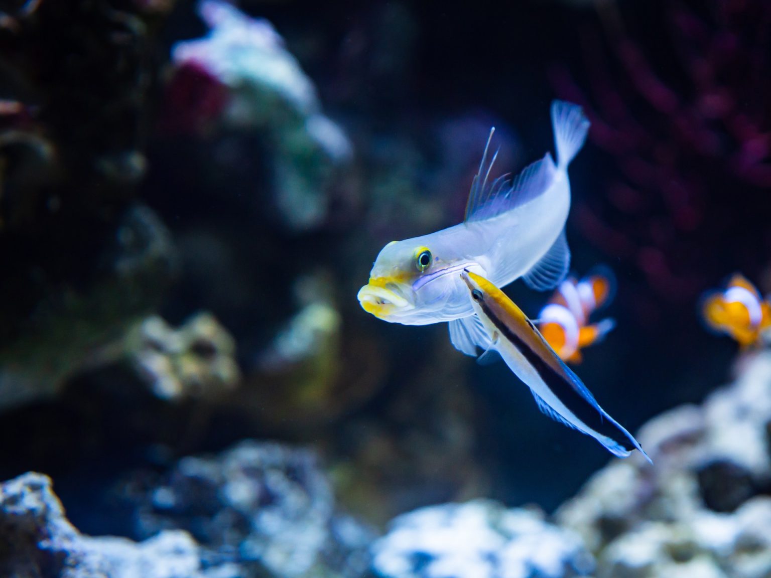 منظّفة الشعاب التي أربكت العلماء.. سمكة صغيرة تنجح في “اختبار المرآة”