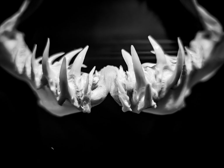 تسجيل نادر لظهور “القرش الشبح” في مياه البحر الأبيض المتوسط