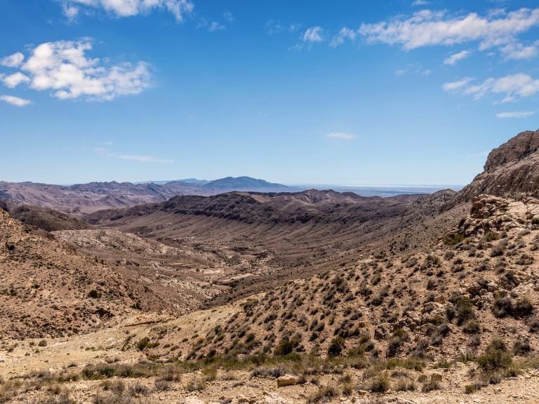من قلب الصحراء التونسية.. 4 نباتات تدهش العلماء بقدراتها العلاجية